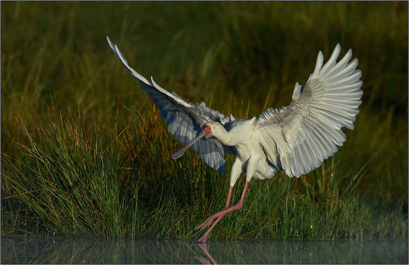 Eric Bosman - Kriel Foto Club - African Spoonbill on Touch Down
