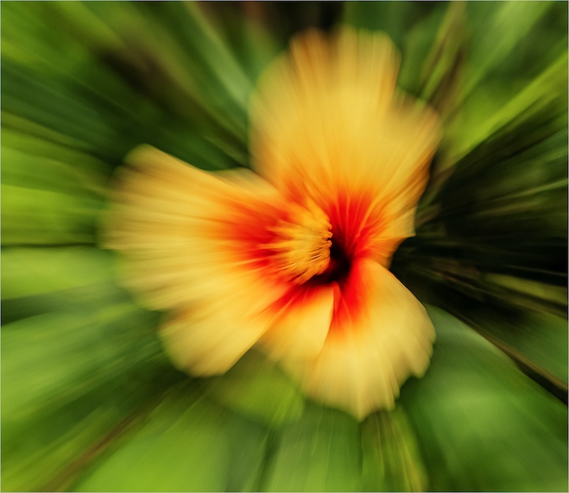 Estelle Mouton - Brandpuntfotoklub - Burst  of colour