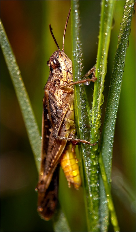 Haig Fourie - Vanderbijlpark Fotografiese Vereniging - Sprinkaan vroeg oggend