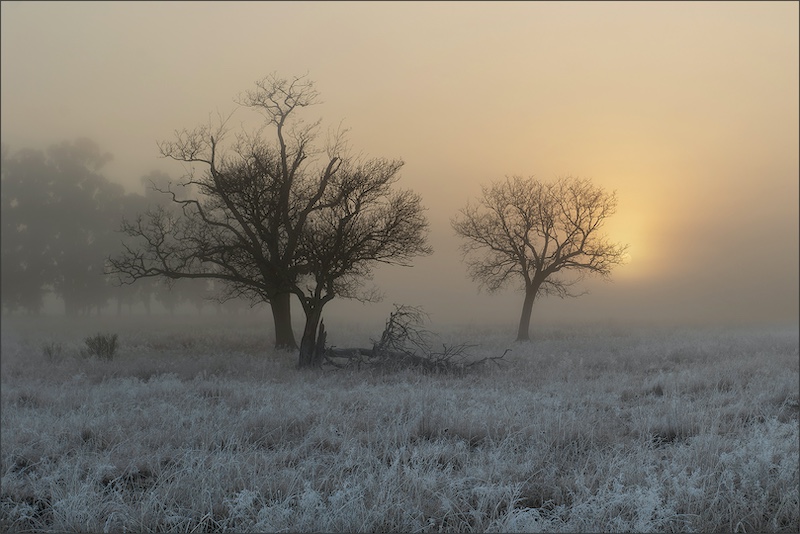 Johan Drotsky - Bethal Fotografie Klub - bome in die mis en ryp