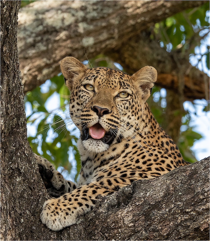 Johann Kruger -  Independent - Leopard