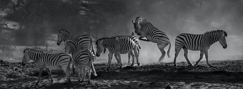 Leon Venter - Bethal Fotografie Klub - ZEBRA PRONK IN DIE STOF