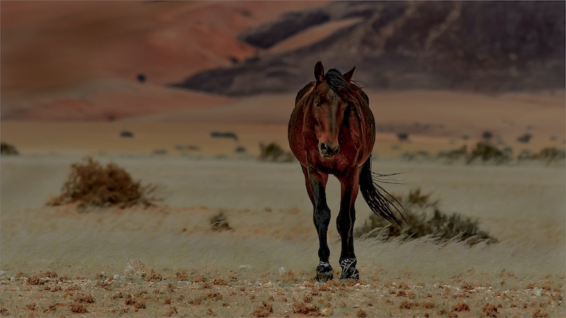 Marthie Bredenkamp - Magalies Foto Fun Club - Namid Desert horse