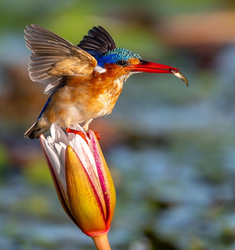 Quintus Heine - Tafelberg  Fotografieklub - Early flying catch