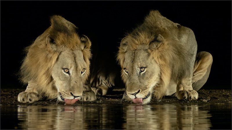 Shirley Gillitt - Westville Camera Club - Brothers in Sync