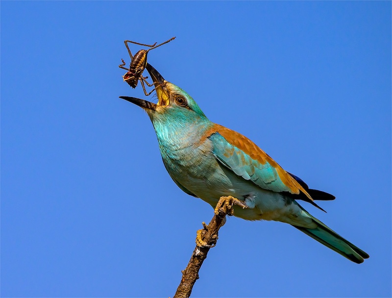 Steyn Joubert -  Independent - EUROPEAN ROLLER WITH ARMOURED BUSH CRICKET