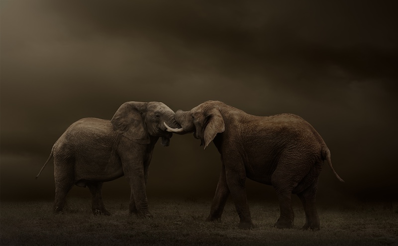 Theo Potgieter - Tafelberg  Fotografieklub - Clash of the Titans