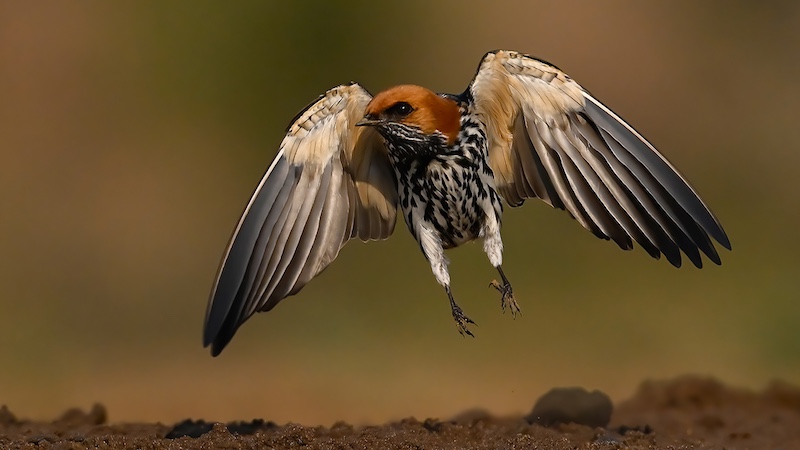 Trix Jonker - George Camera Club - Swallow lift off