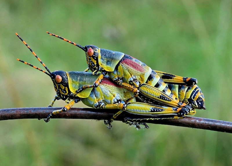 Amber Camera Club - Gaye Nothnagel - Hitching a Lift