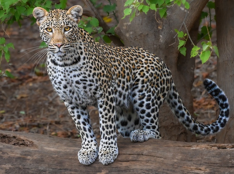 Ballito Photo Club - Haydn McClure - Perched