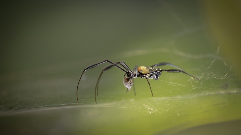 Benoni Camera Club - Keagan Doyle - Breakfast Wrap