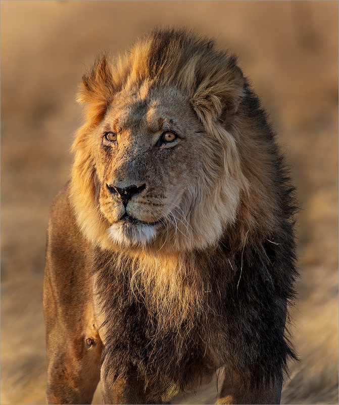 Bethal Fotografie Klub - JG Drotsky - leeu portret