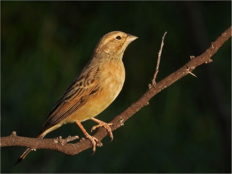Bloemfontein Kameraklub - Du Toit Neethling - Vink