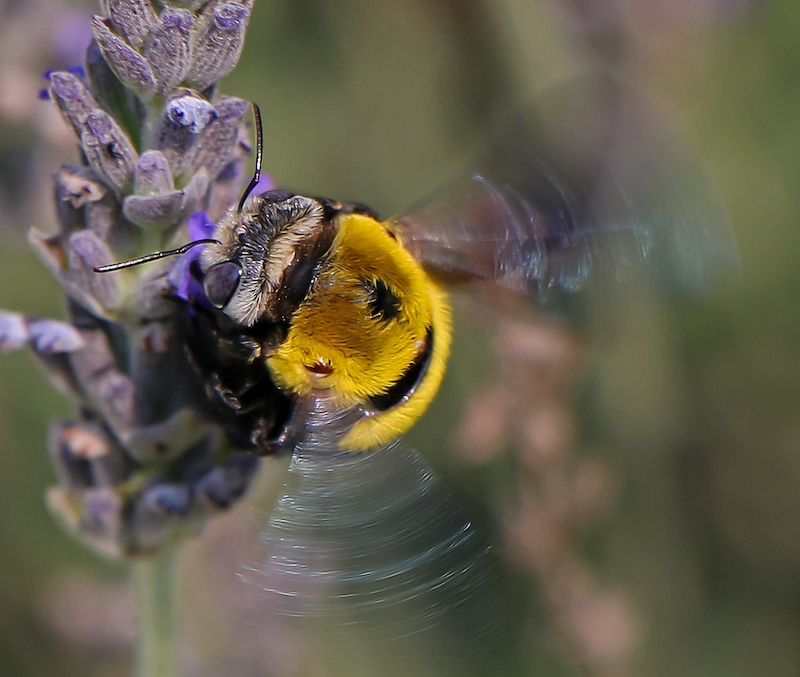 Bosveld Fotografie Klub - JR Coetzer - Bruin Hommelby