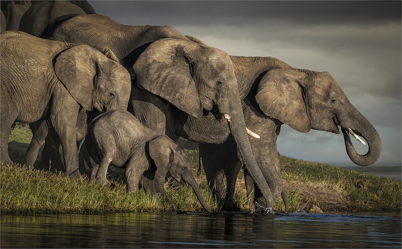 Brandpuntfotoklub - Sarie du Plessis - Olifante laatmiddag drink water