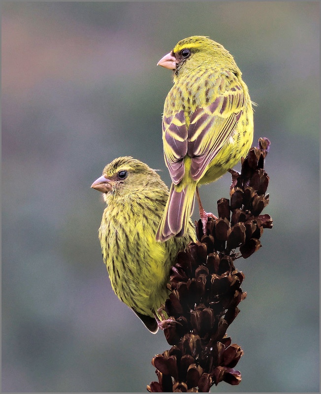 Creative Camera Club - Christel Schuttler - Yellow Canaries