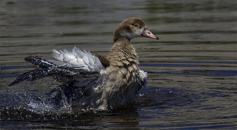 Edenvale Photographic Club - Brian Shaw - Bath Time