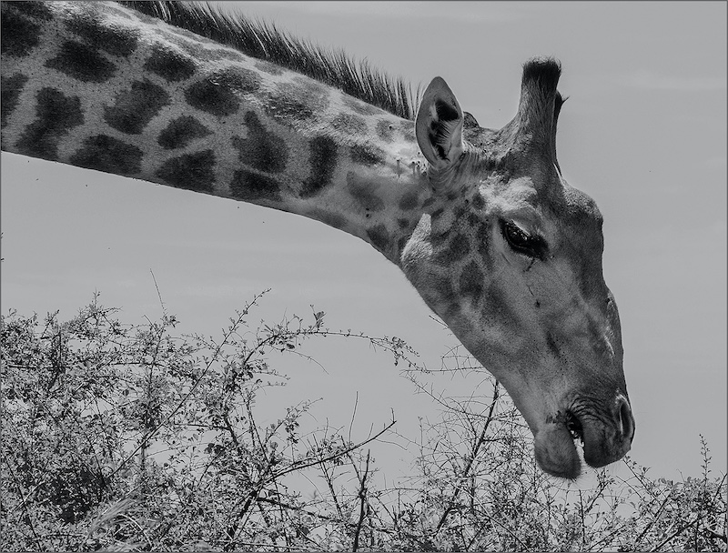 Ermelo Foto Klub - Annise Smit - Kallie