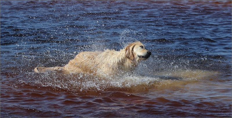 Harties Fotografie Studiegroep - Mieke Postma - Honde Plesier