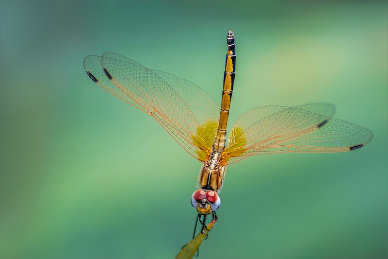 Hibiscus Coast Photographic Society - Michelle Reichert - Pretty pose