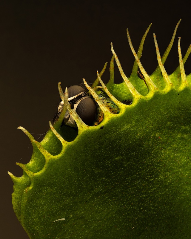 Hillcrest Camera Club - Roger Staples - Dinner