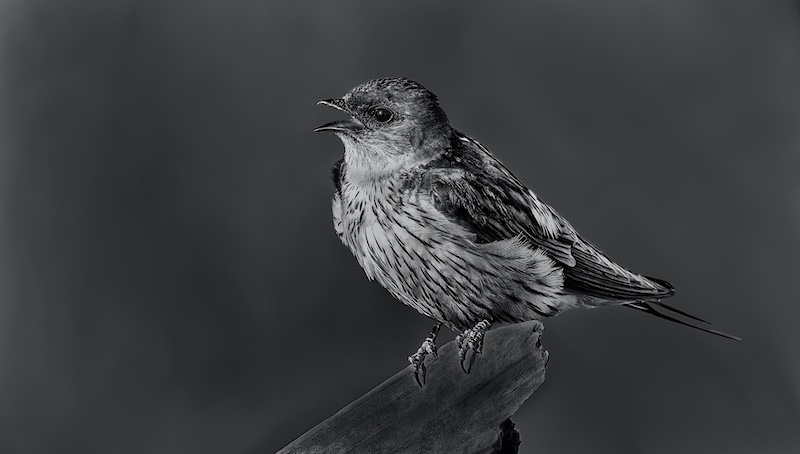 Kriel Foto Club - Wihann Eckard - Singing Swallow