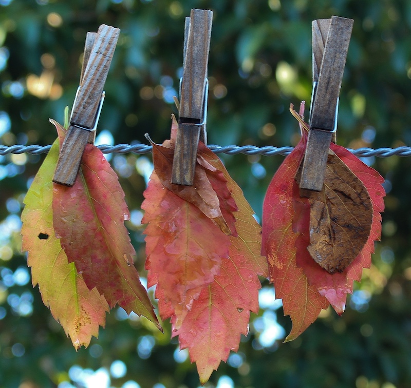 Krugersdorp Camera Club - Alida Schoonwinkel - Autumn Leaves