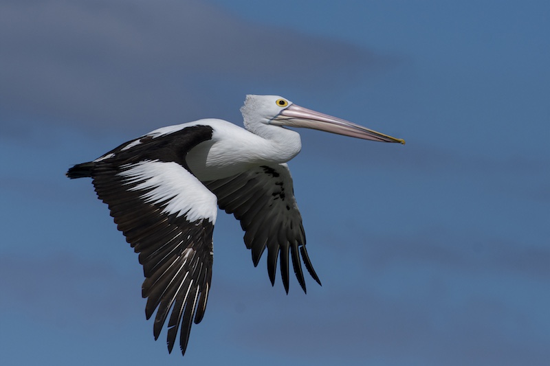 Princes Grant Camera Club - Cindy-Lee Brown - Flaps down