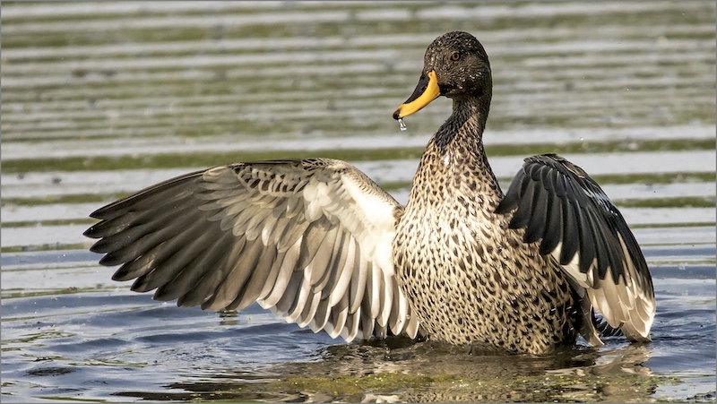 Rustenburg Photographic Society - Ertjies Jacobs - Geelbekeend