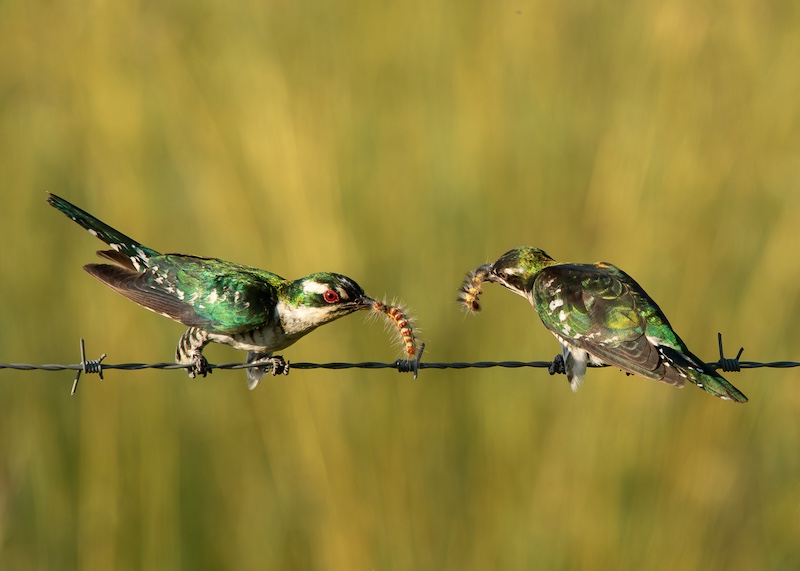 SAVAS - Dorita  Briel - Dinner for two