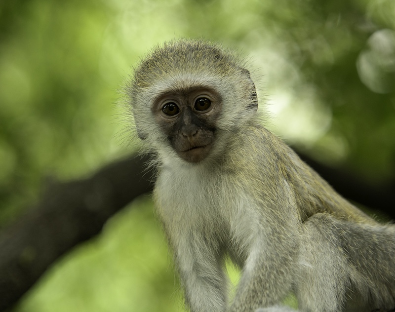 Sasol Highveld Photography Club - Hanlie de Beer - Smiley monkey