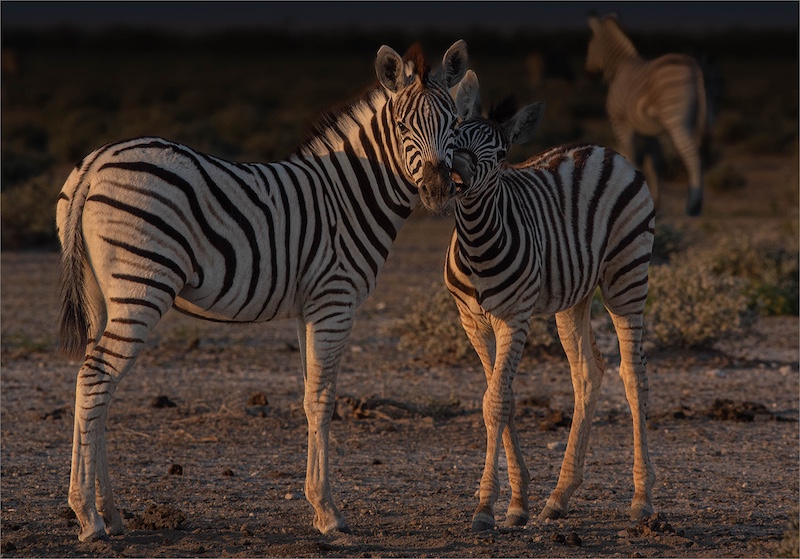 Springs Photographic Club - Sindey Lindeque - Zebras