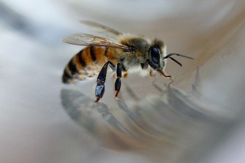 Tafelberg  Fotografieklub - Jean Rheder - Bee-utiful