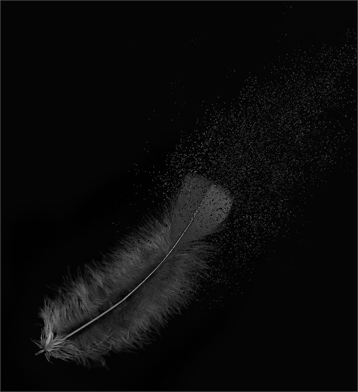 Vanderbijlpark Fotografiese Vereniging - Madre Fourie - Feather