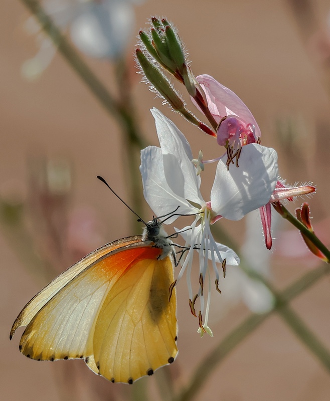 Witzenberg Photographic Society - Christa Engelbrecht - Ragfyn