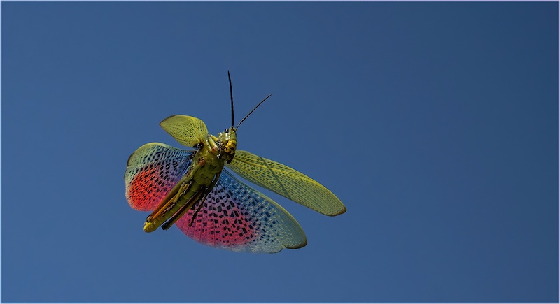 AFO Photography Club - Dirk Heyns - Groen melkbos sprinkaan