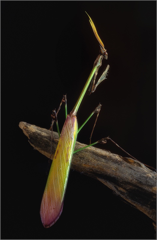 Amber Camera Club - Dave Mullins - From Another World