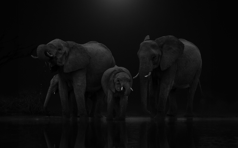 Ballito Photo Club - Brian Roberts - Elephants drinking