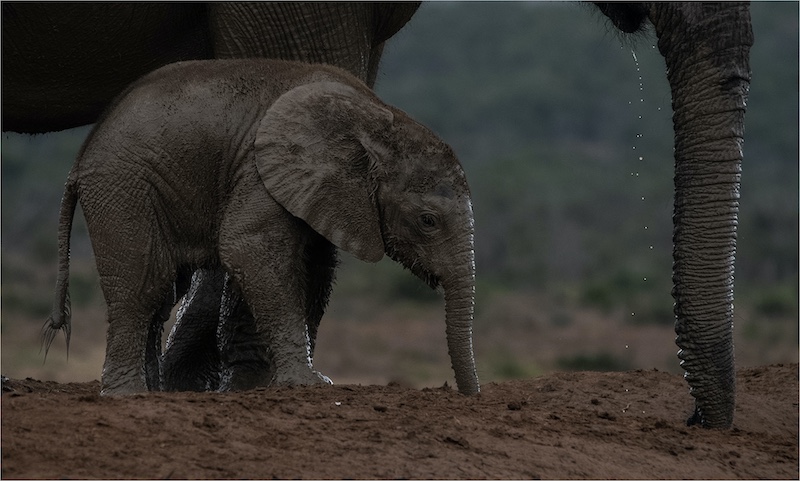 Boksburg Camera Club - Johan Botha - Slurpe in die SAnd