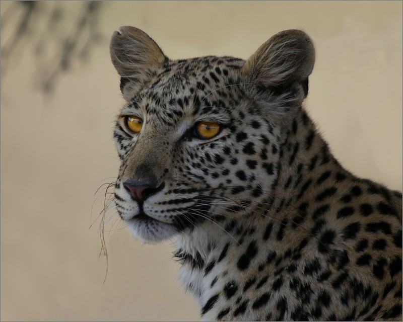 Brandpuntfotoklub - Gerhard Potgieter - Leopard portrait