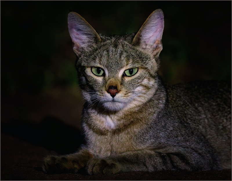 Cape Town Photographic Society - Rudi Pothas - African Wildcat