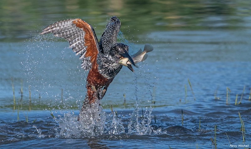 Durban Camera Club - Percy Mitchell - Explosive Exit