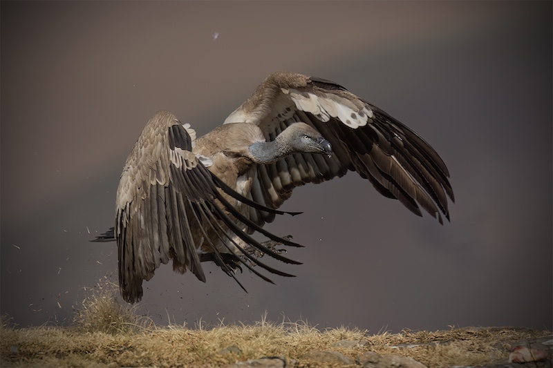 Edenvale Photographic Club - Ettienne van Niekerk - Cape Vulture landing