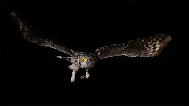 Ermelo Foto Klub - Johan Pieters - Gevlekte Ooruil