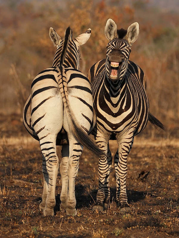 Fish Hoek Photographic  Society - Lorne Sulcas - laughing behind his back