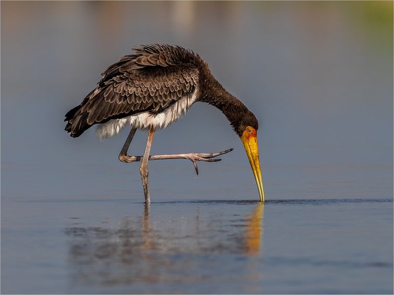Hermanus Photographic Society - Charles Naude - Balance