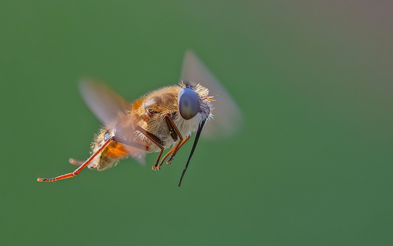 Hillcrest Camera Club - David Knox-Whitehead - Happy Hoverfly