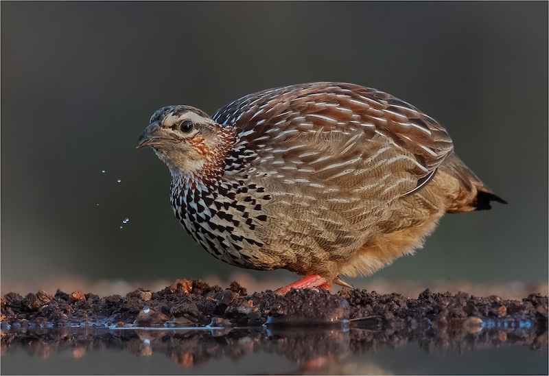 Kriel Foto Club - Eric Bosman - Dors Bosveldfisant
