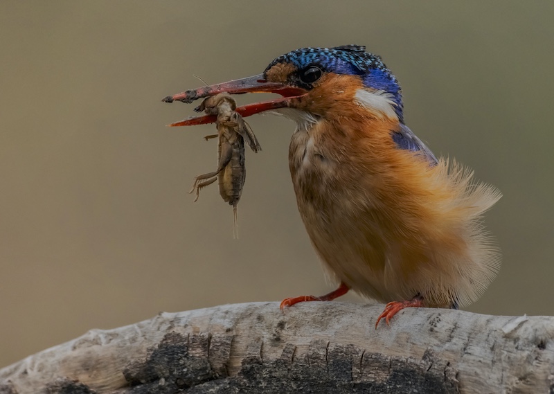 Kroonstad Fotoklub - Chris Van Den Heever - Lunch
