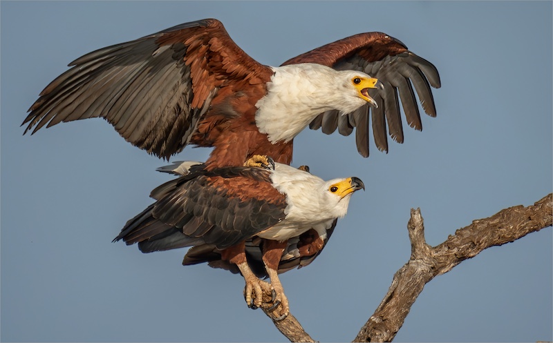 Magalies Foto Fun Club - Tokkie Labuschagne - Mating Fish Eagles